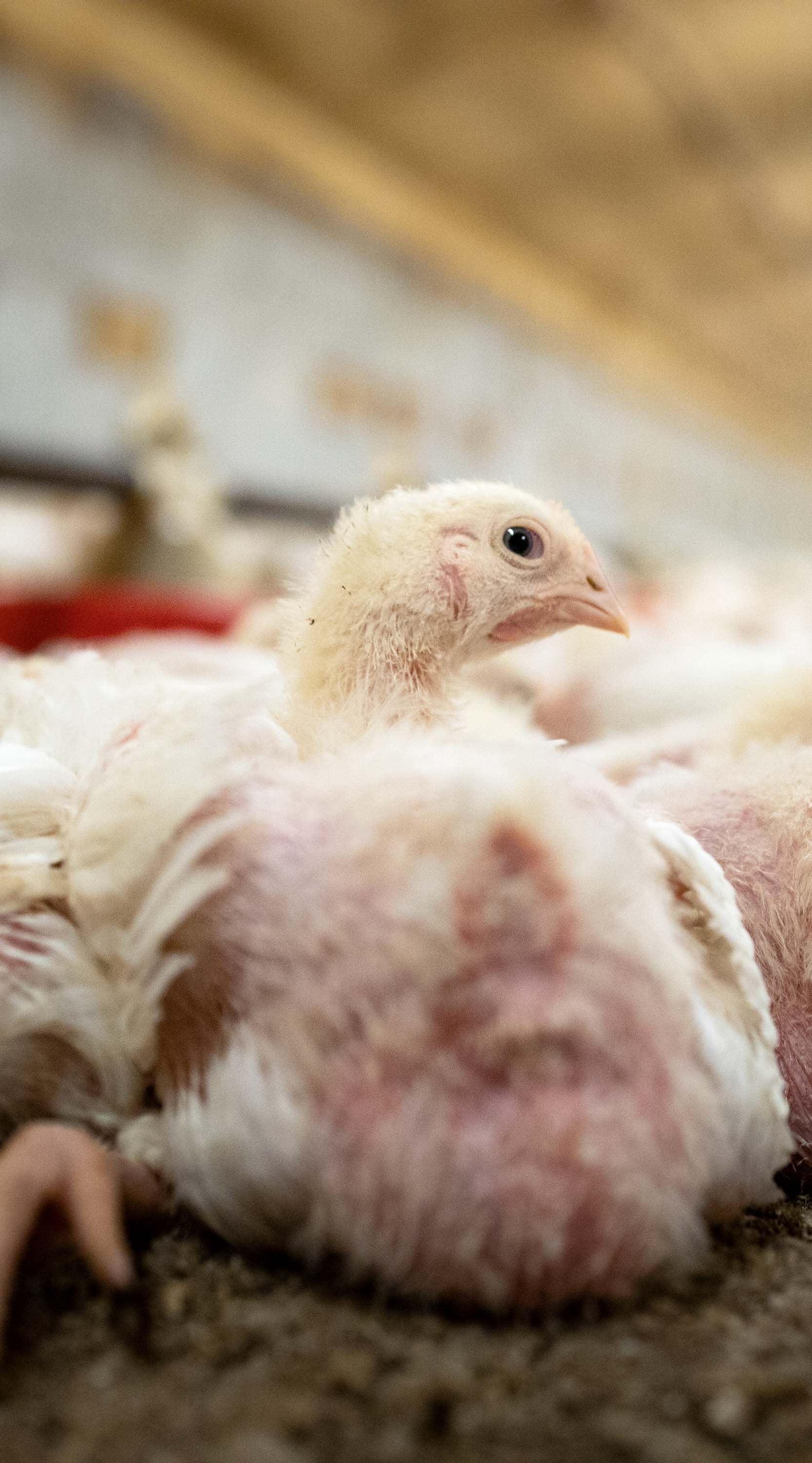 Bird,Beak,Chicken,Feather,farmed animal,Ducks, geese and swans