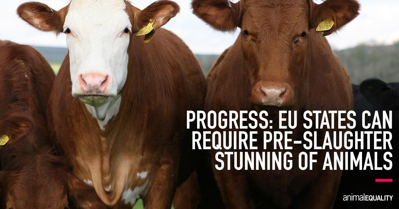 EU States Can Now Mandate Pre-Slaughter Animal Stunning