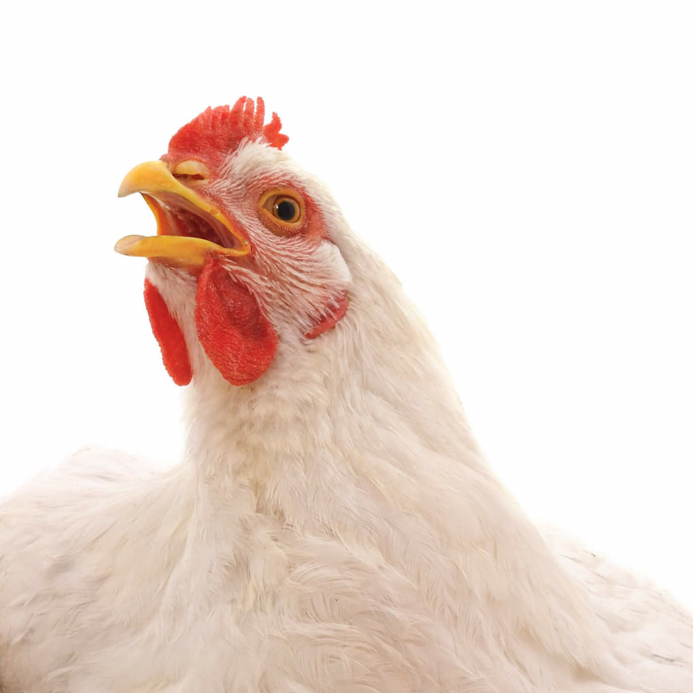 Subway Commits to Improve Chicken Welfare