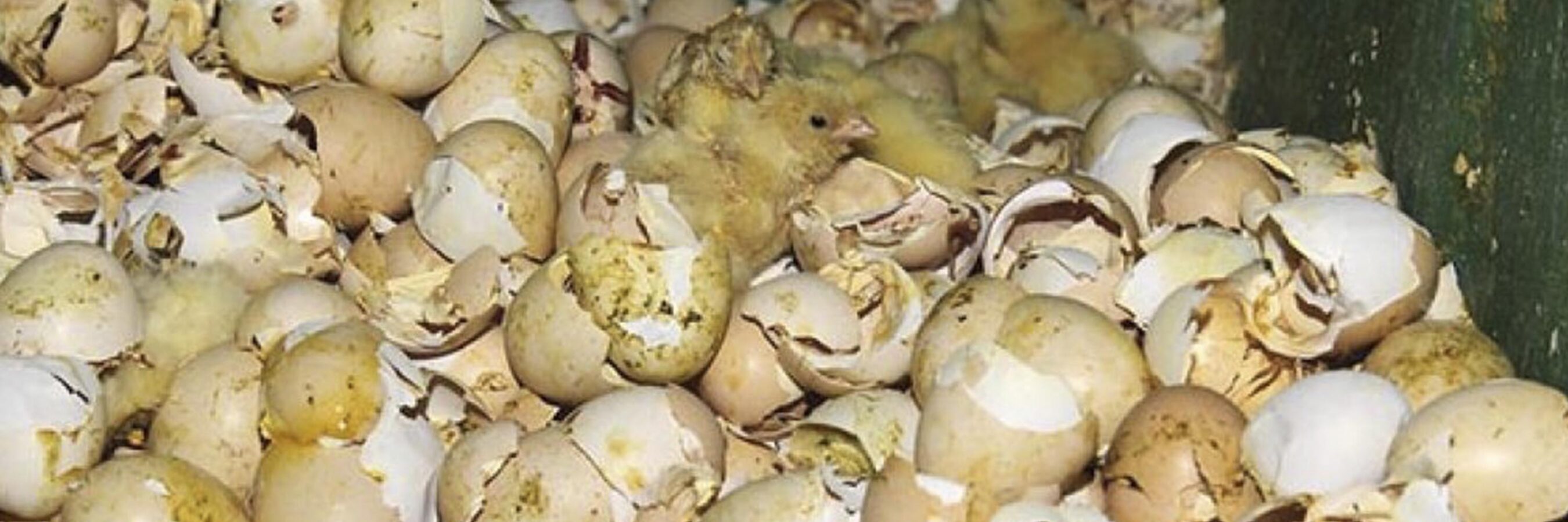 Historic Commitment Could Spare Millions of Chicks from Being Ground Up