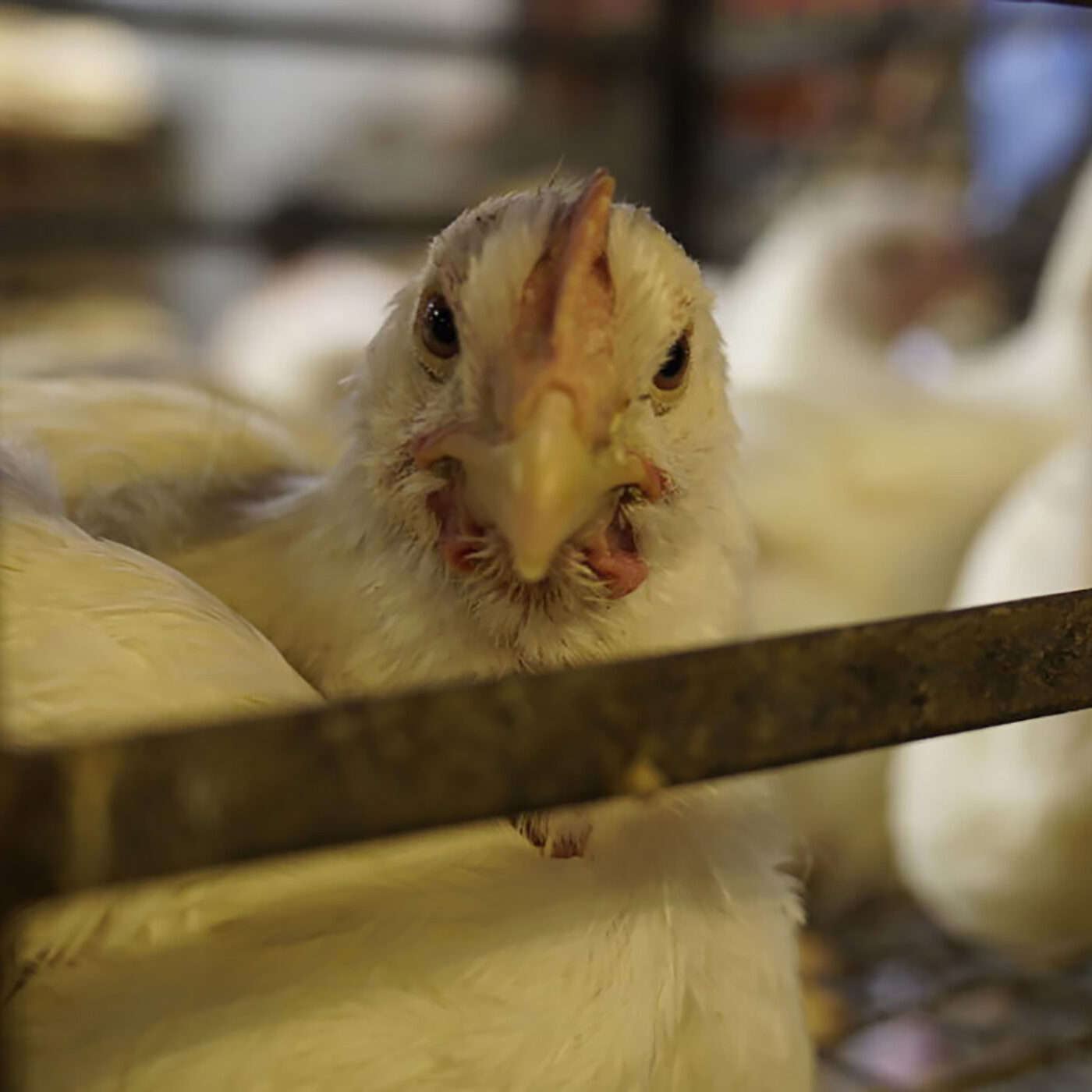 Animal Welfare Violations Exposed in India