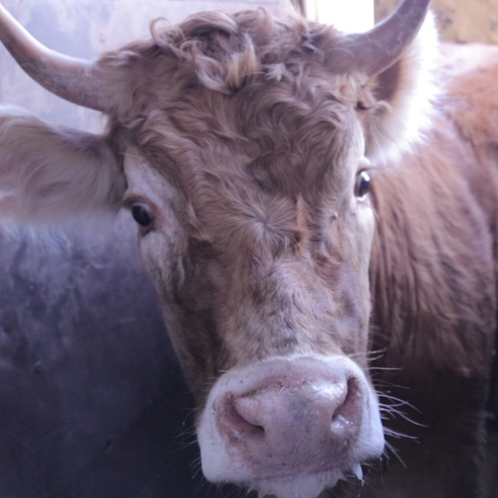Head,Human body,Horn,Dairy cow