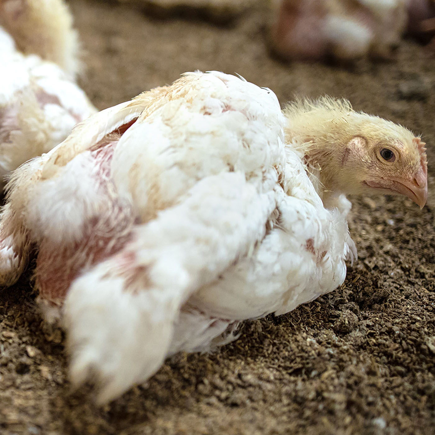 Leaked Footage Shows Cruelty on German Chicken Farm