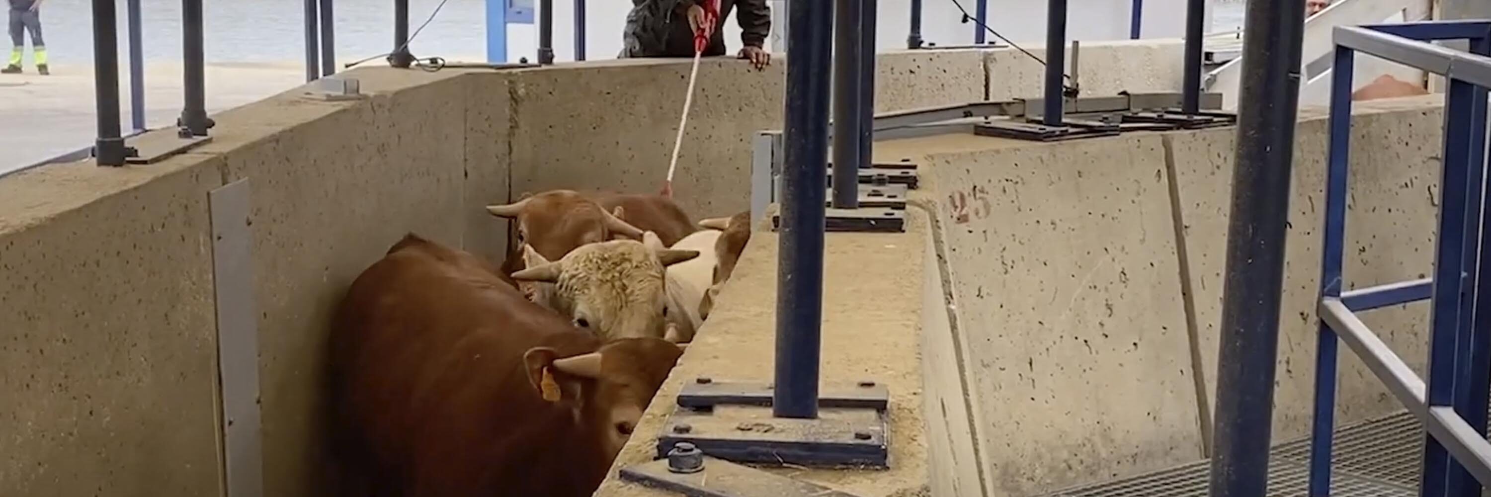 cows, live transport, live animal exports, prod