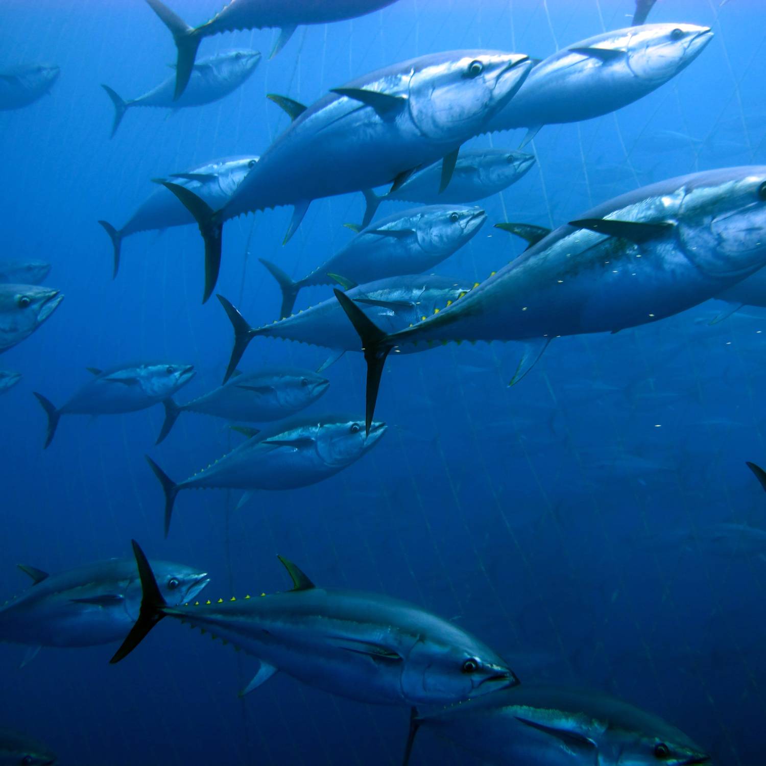 Water,Liquid,Blue,Azure,Fin,Body of water,Fish