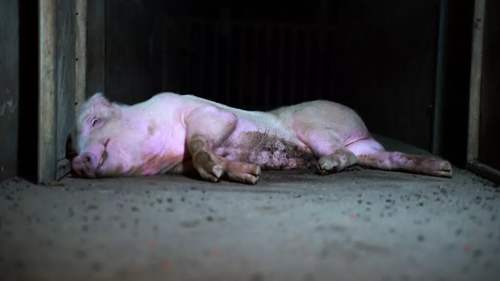 Pig in factory farm