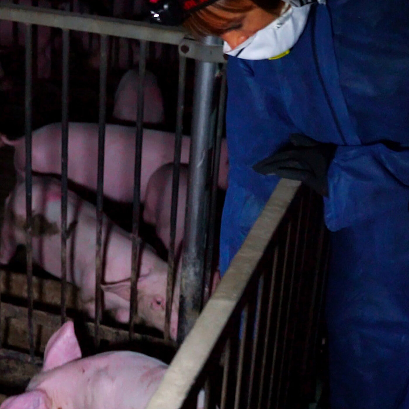 Mistreatment Found on Brescia Pig Farms