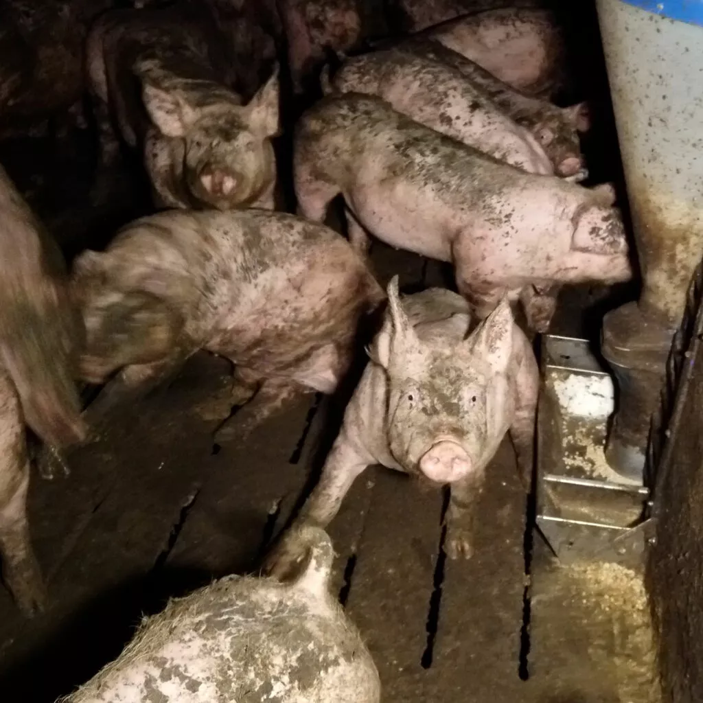 Pig in factory farm