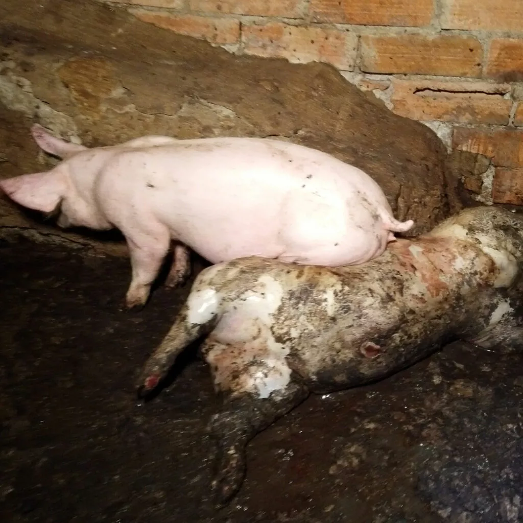 Pig in factory farm