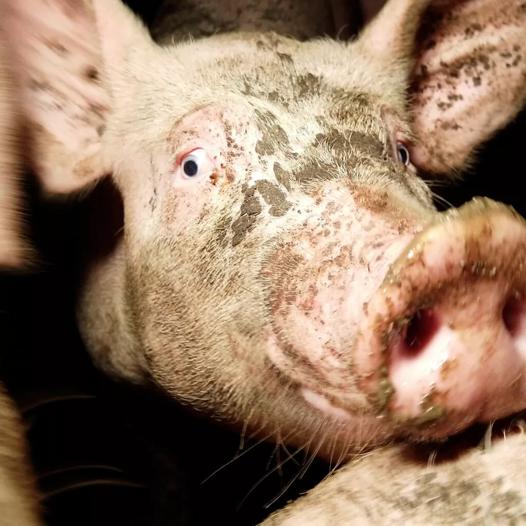 Pig in factory farm