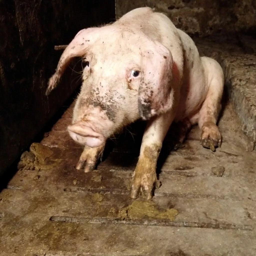 Pig in factory farm