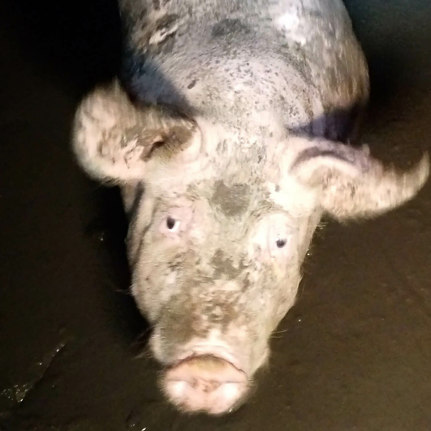 Pig Farm of Horrors in Catalonia