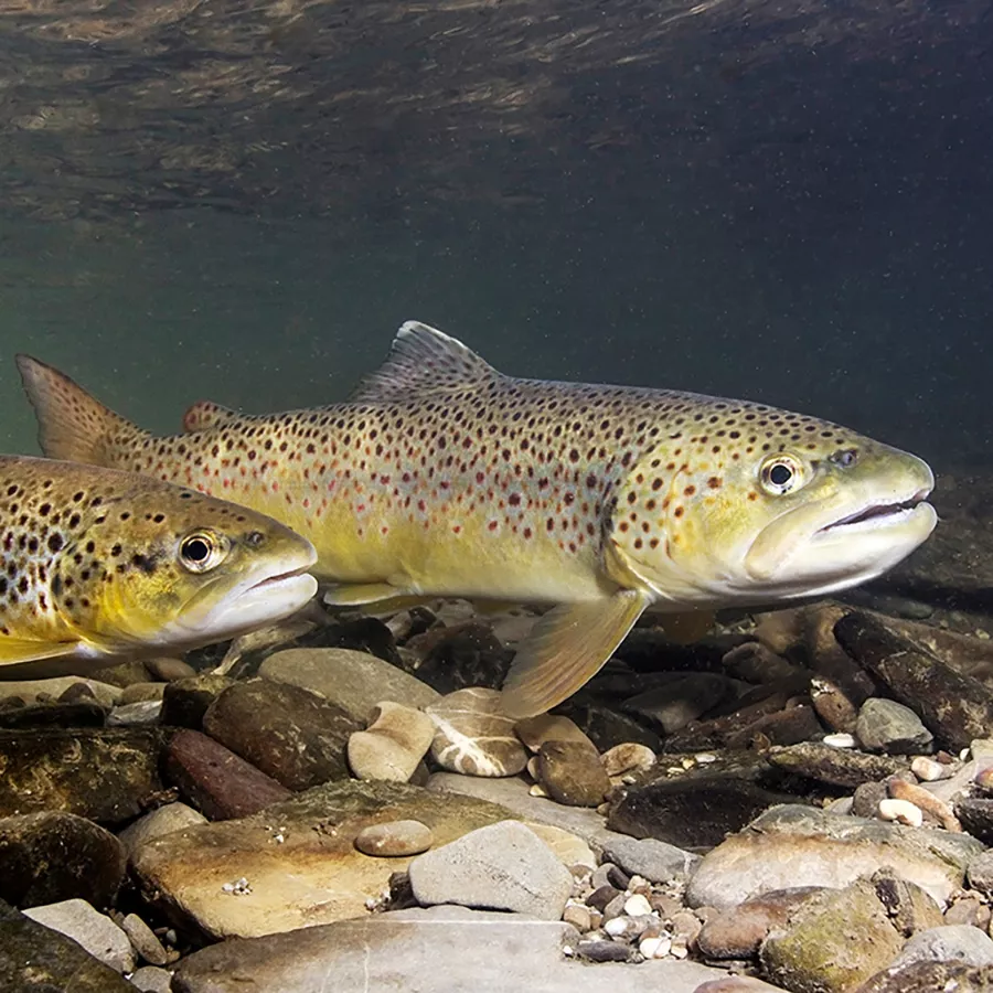 Brown trout (Salmo trutta) preparing for spawning in small creek. Beautiful salmonid fish in close up photo. Underwater photography in wild nature. River habitat.