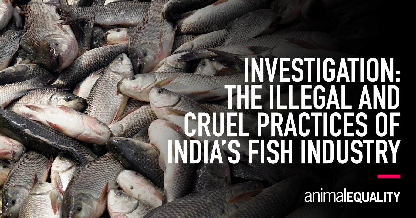 Investigation: India's Illegal Fishing Practices
