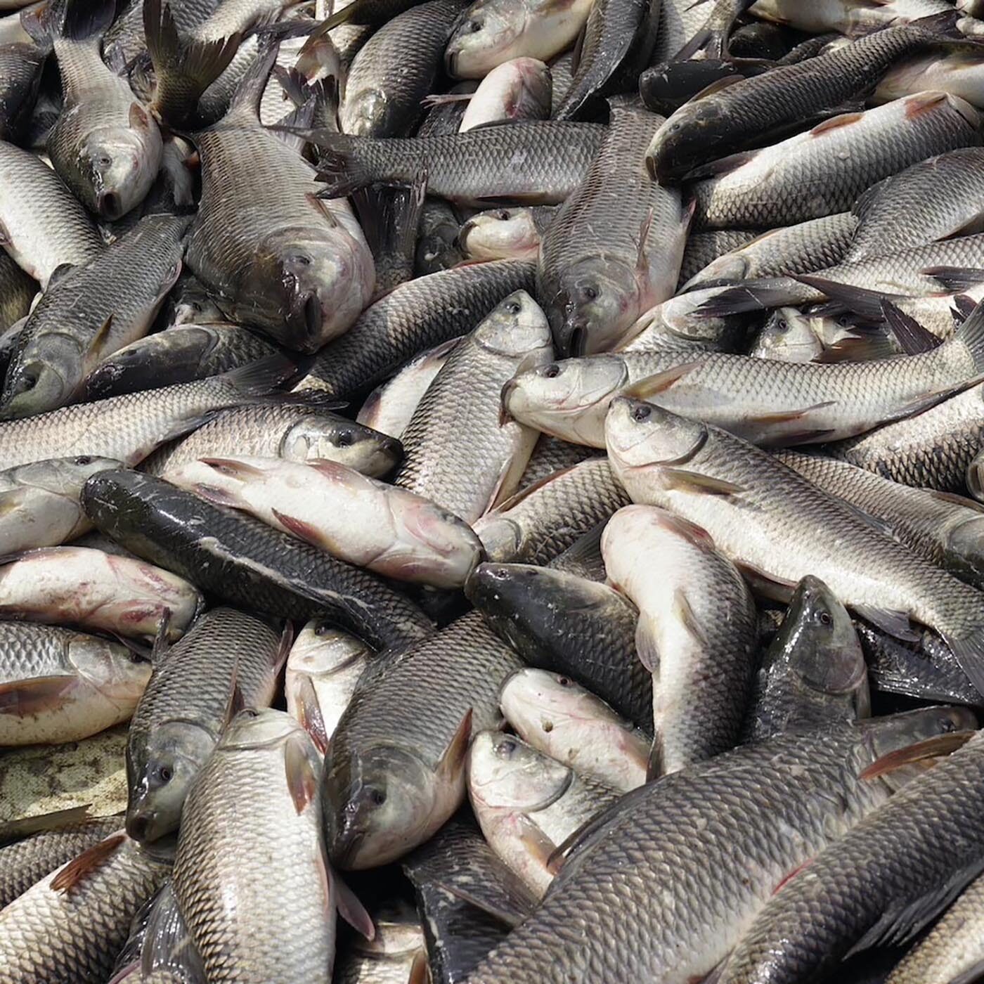 The Cruel and Illegal Practice of India’s Fish Industry