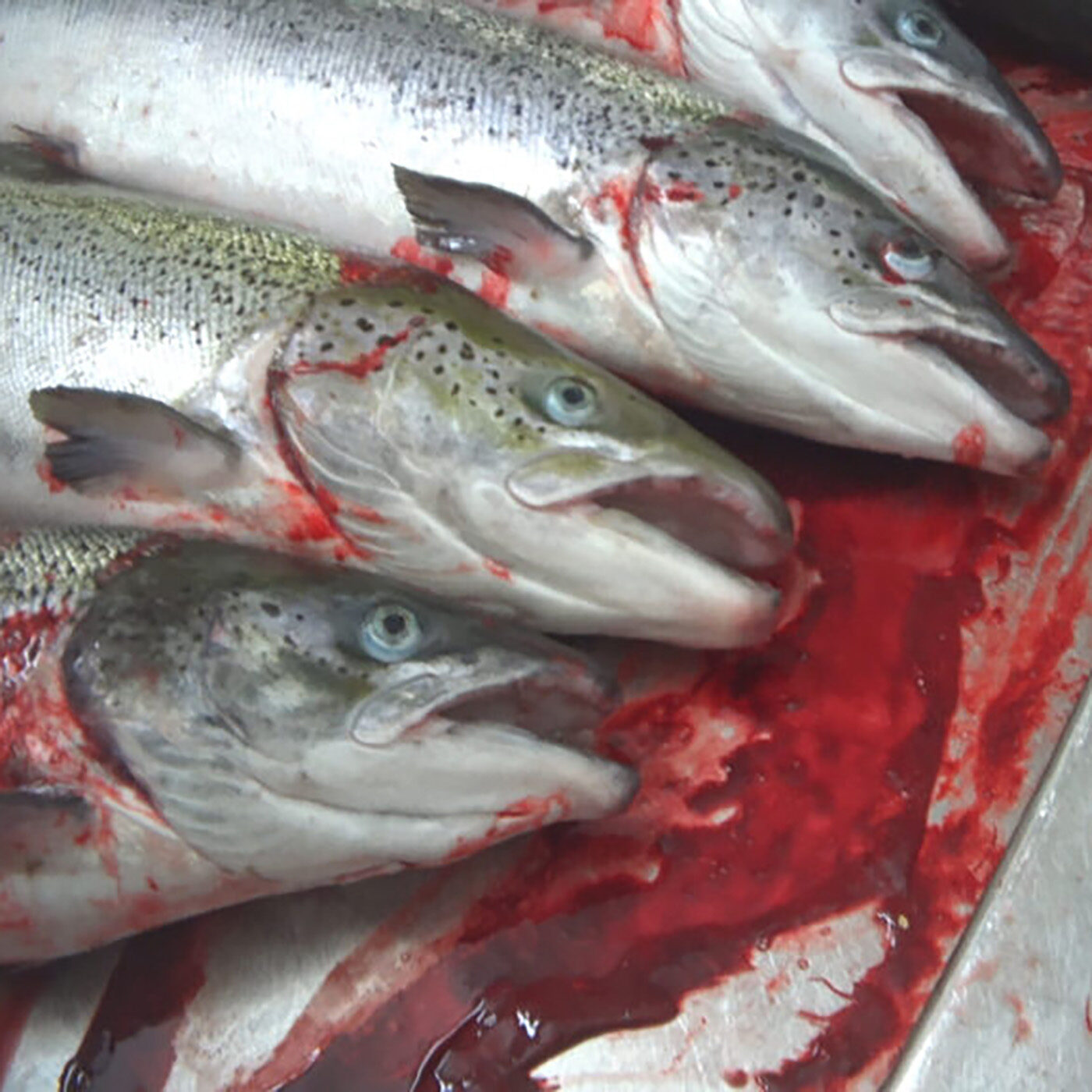 Scottish Salmon Killed While Conscious