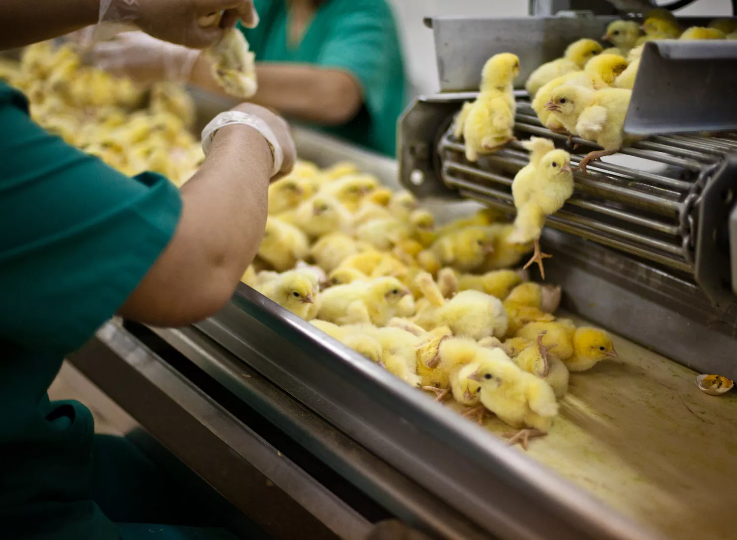 Workers separate the male chicks from the females. The males will be immediately killed.