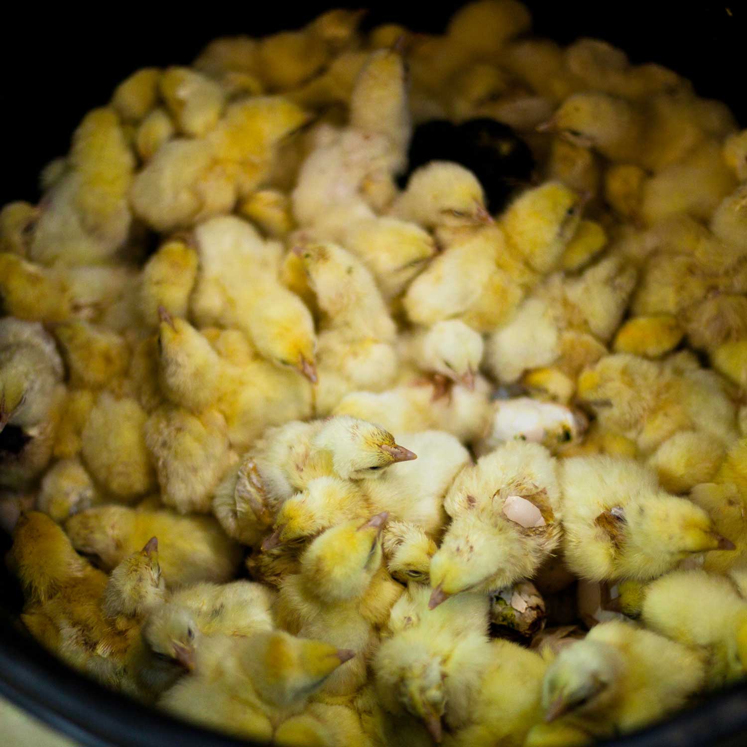 baby chicks in bucket for slaughter