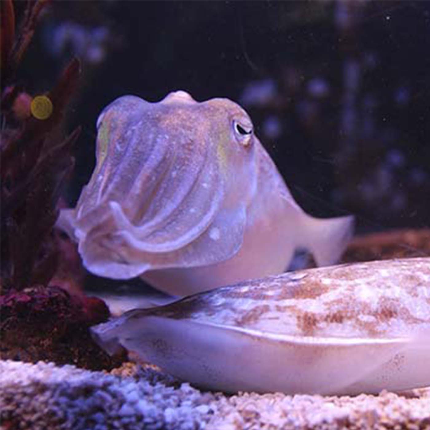 Purple,Fish,Fish supply,Fin,Reef,Aquarium