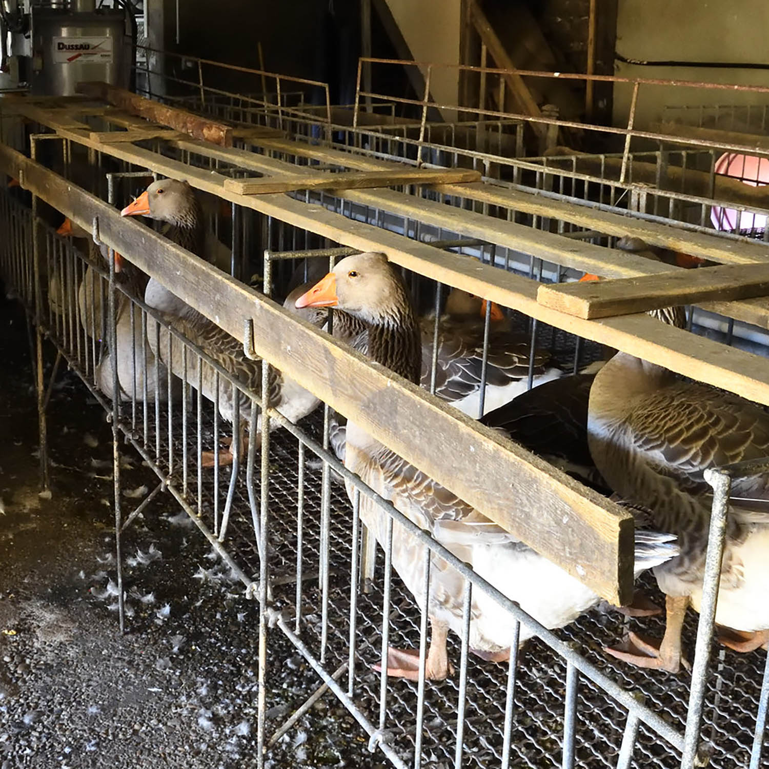 Geese for foie gras production