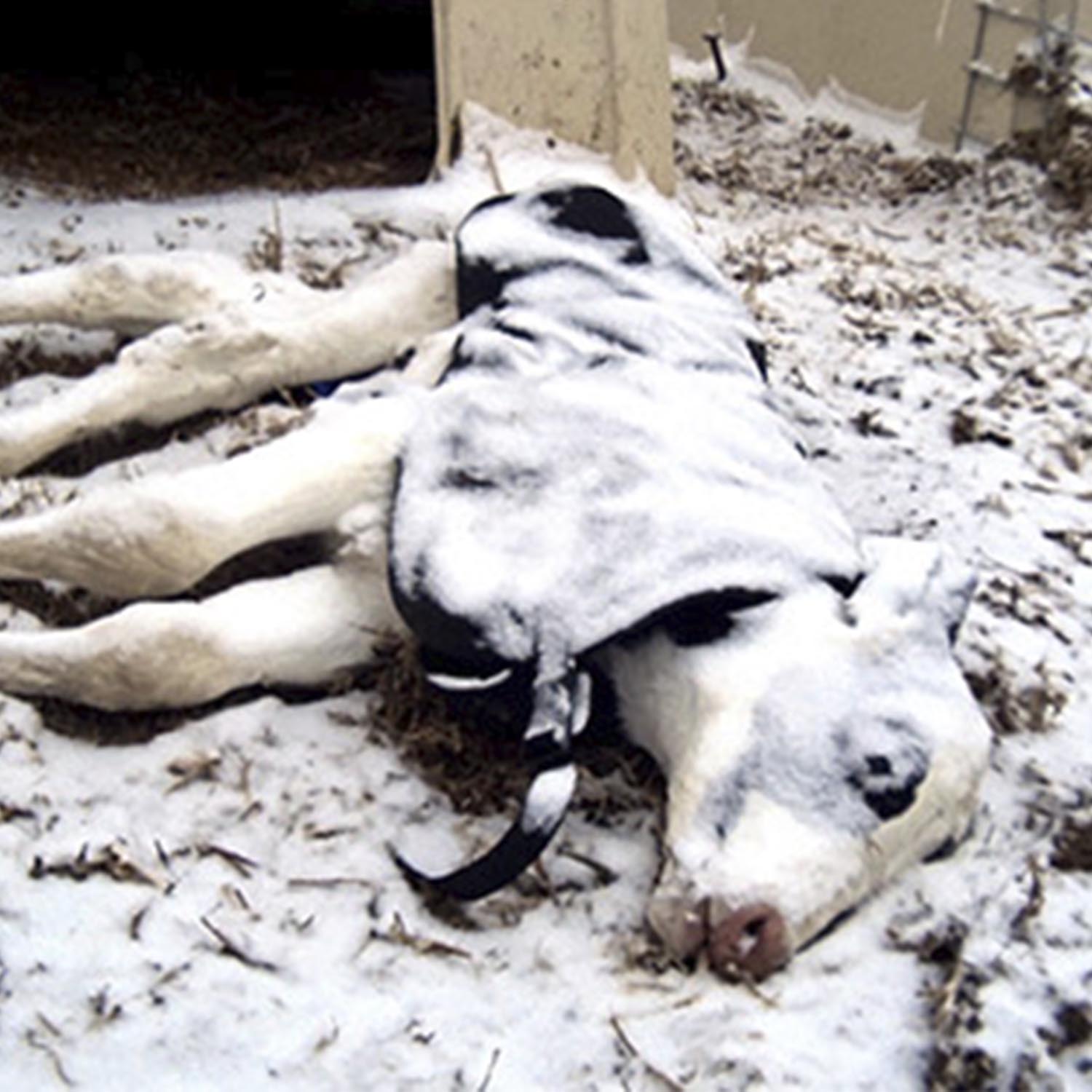 Dog,Dog breed,Snow,Companion dog,Snout,Sporting Group,Canidae