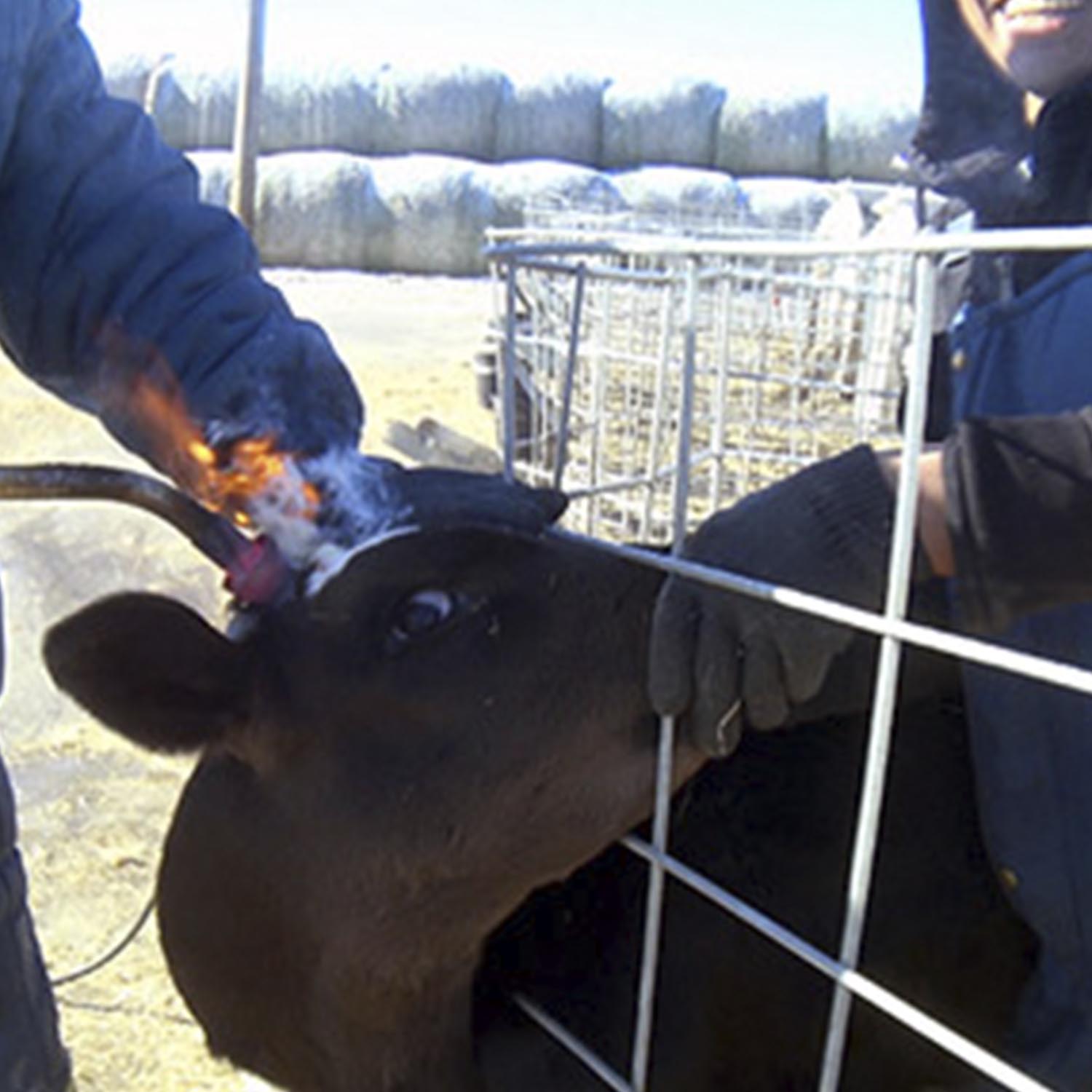 Mammal,Fence,Landscape,Snout,Horn,farmed animal,Event