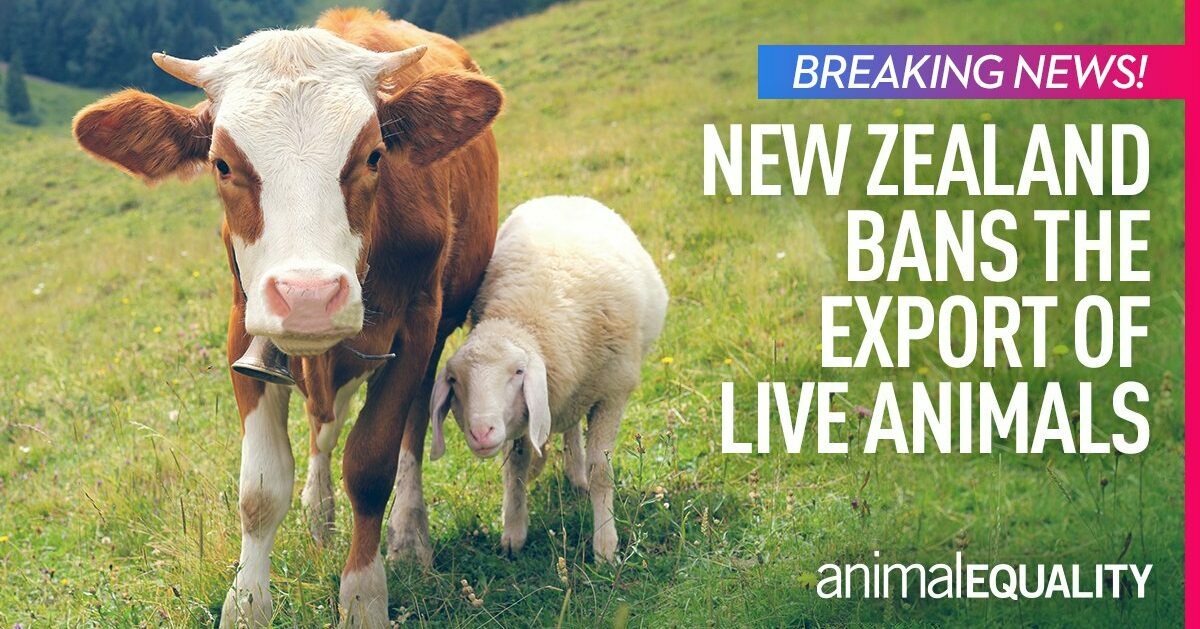 PROGRESS New Zealand to Ban Live Animal Exports