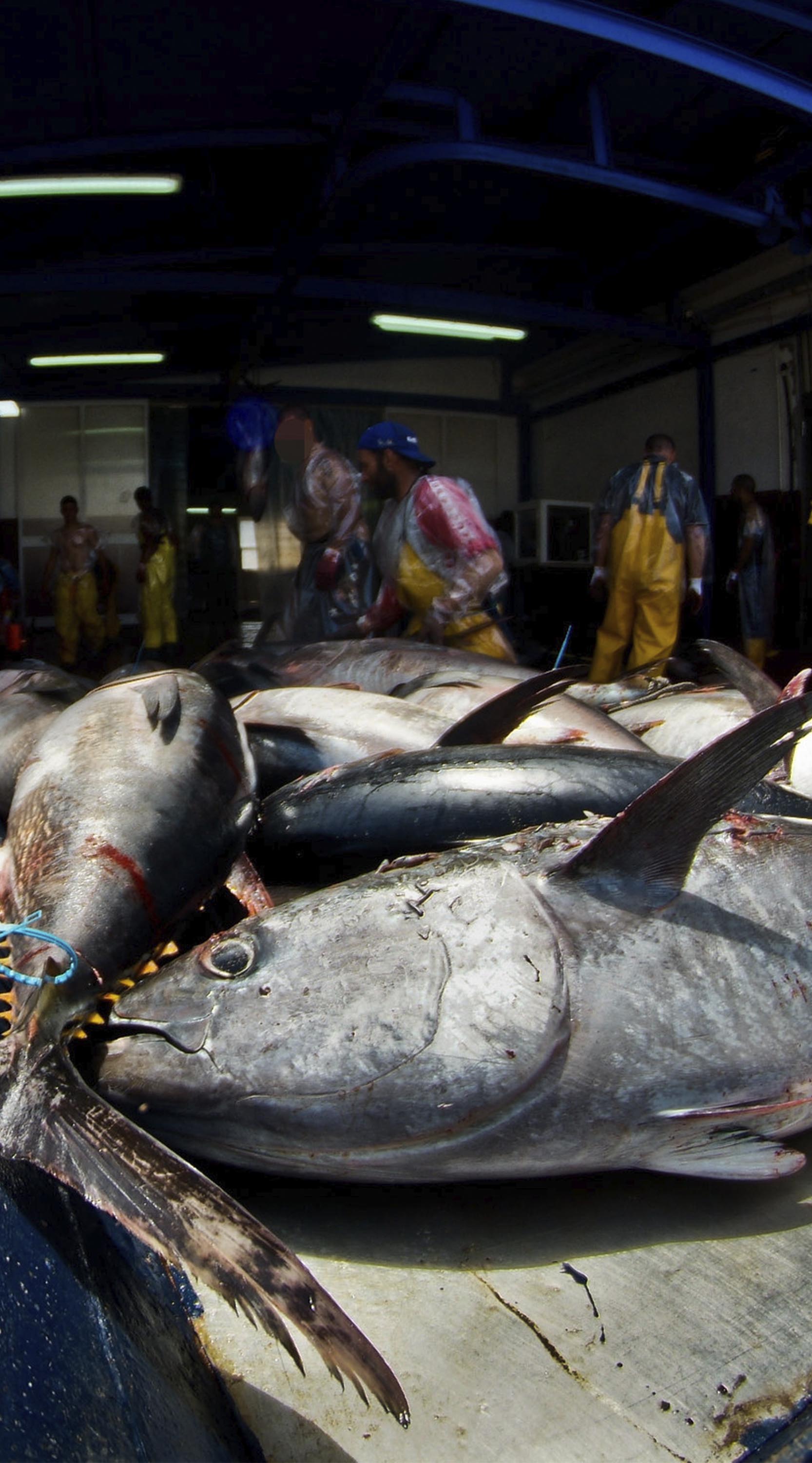 Automotive design,Fish,Fishmonger,Fish products,Fin,Motor vehicle,Market