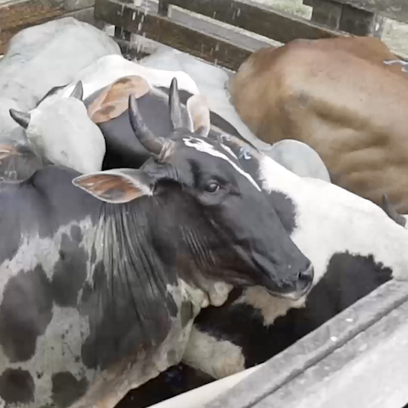 Pregnant Cows Killed in Brazilian Slaughterhouses