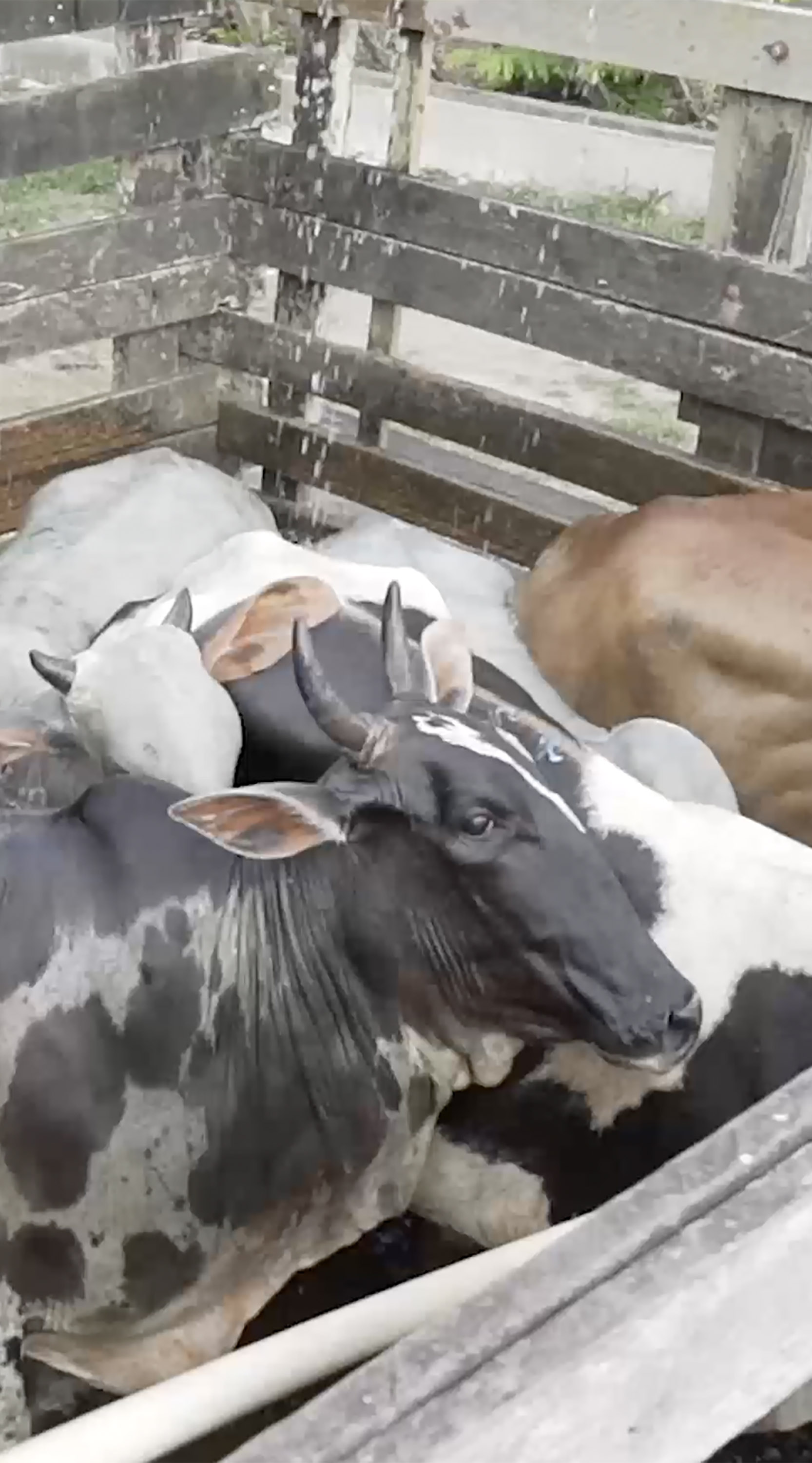 Art,Bull,Dairy cow,Sculpture,farmed animal,Bone,Metal