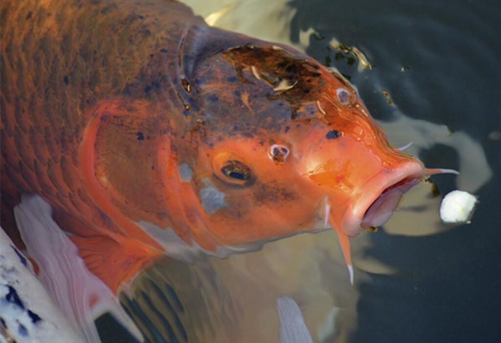 Fascinating Koi Facts – Pet Prints Magazine