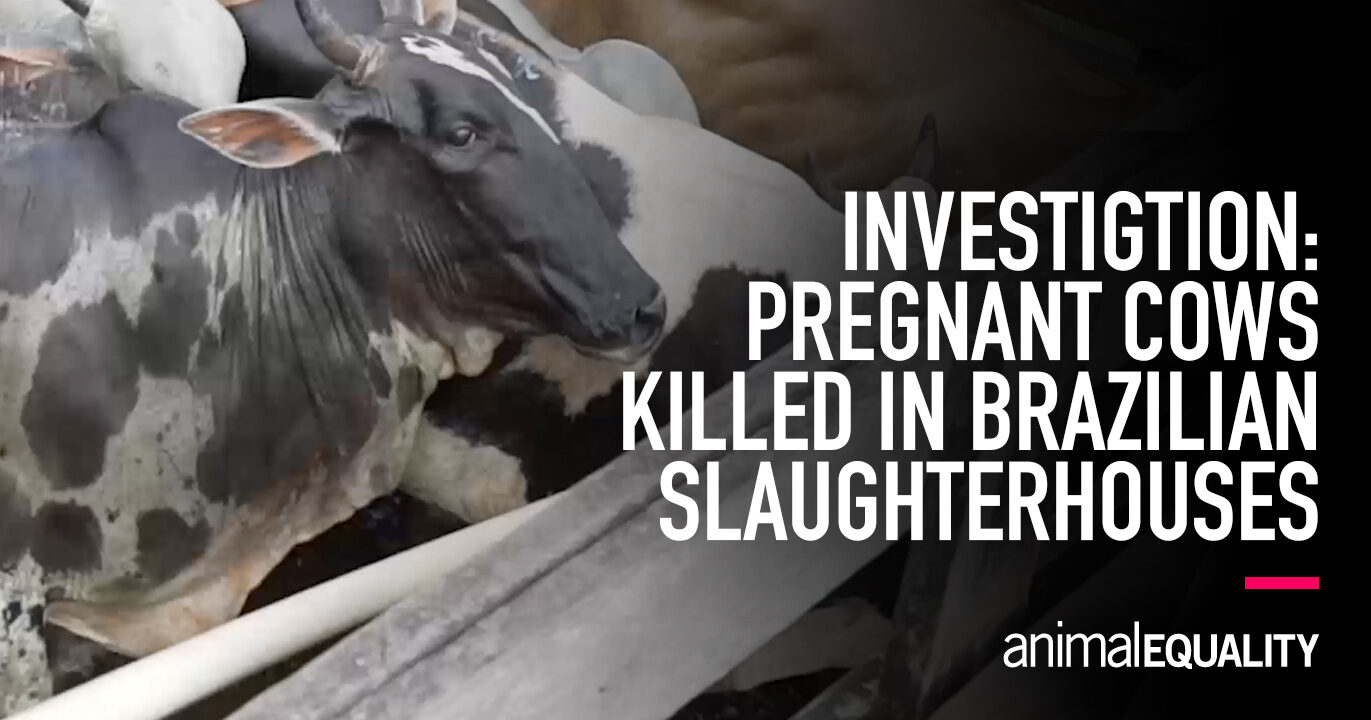 Investigation Pregnant Cows in Brazilian Slaughterhouses Animal Equality