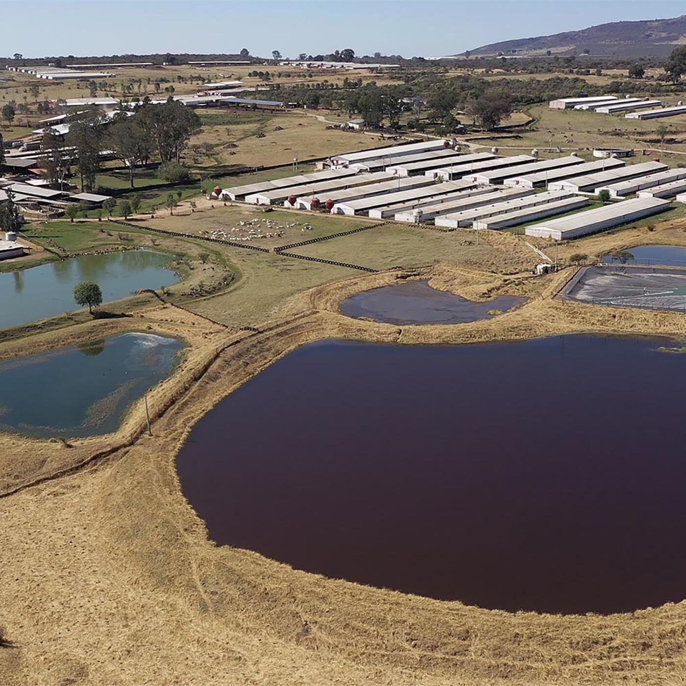 Mexico’s Factory Farms are an Environmental Nightmare
