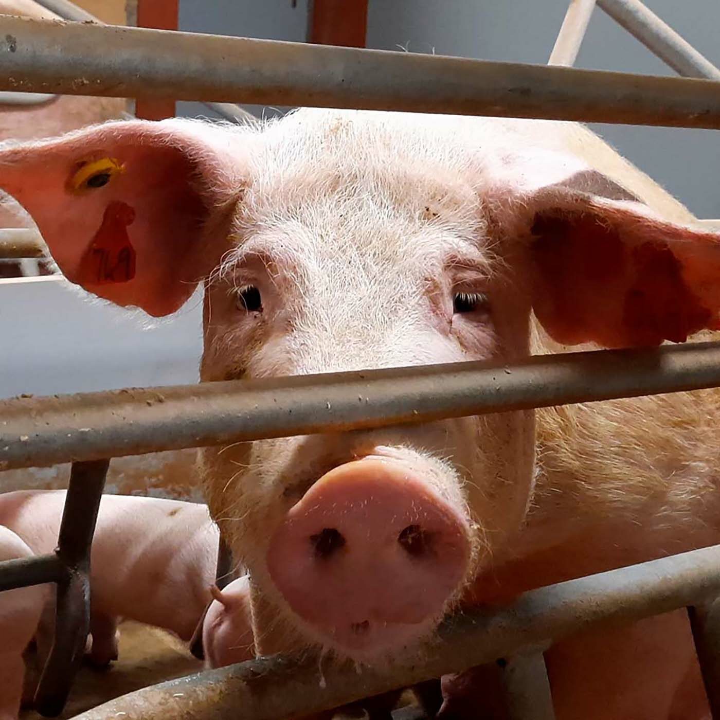 Pigs Hammered to Death on “High Welfare” UK Farm