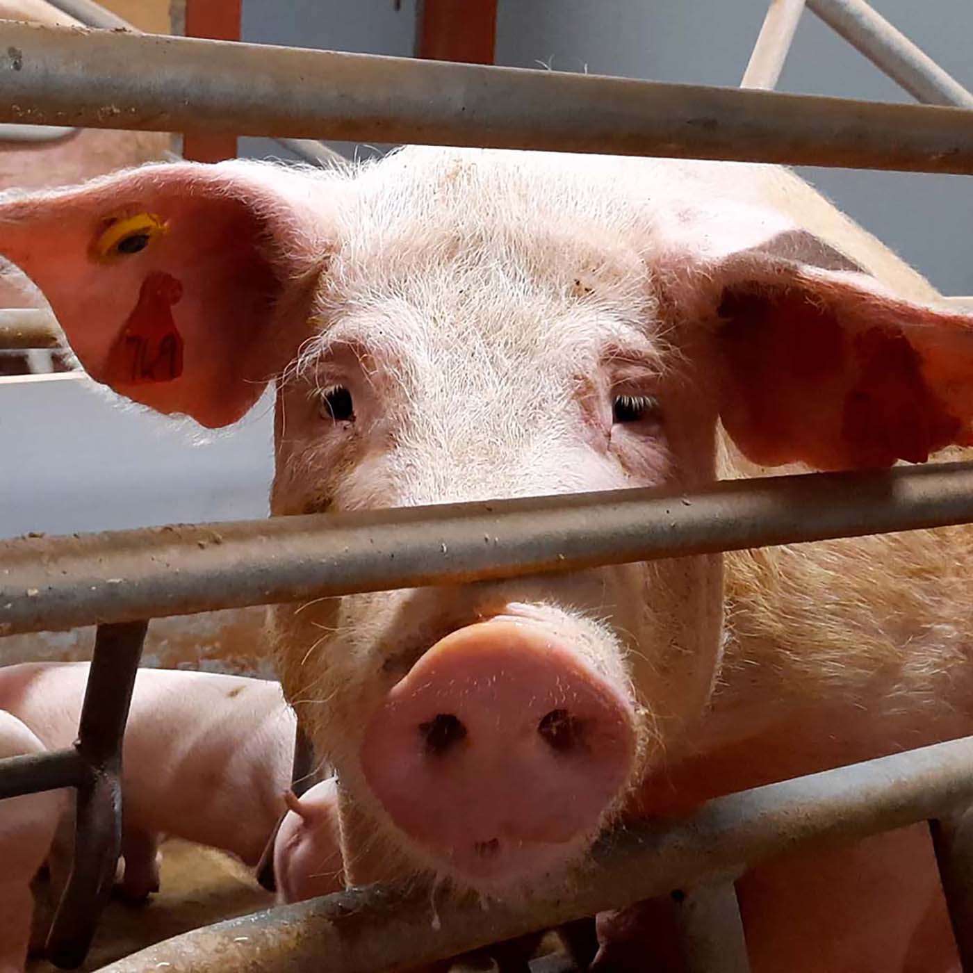 grave rig Tidlig UK Farm: Pigs Hammered to Death | Animal Equality