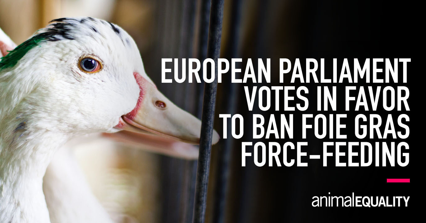 European Parliament Votes to Ban Foie Gras Force-Feeding