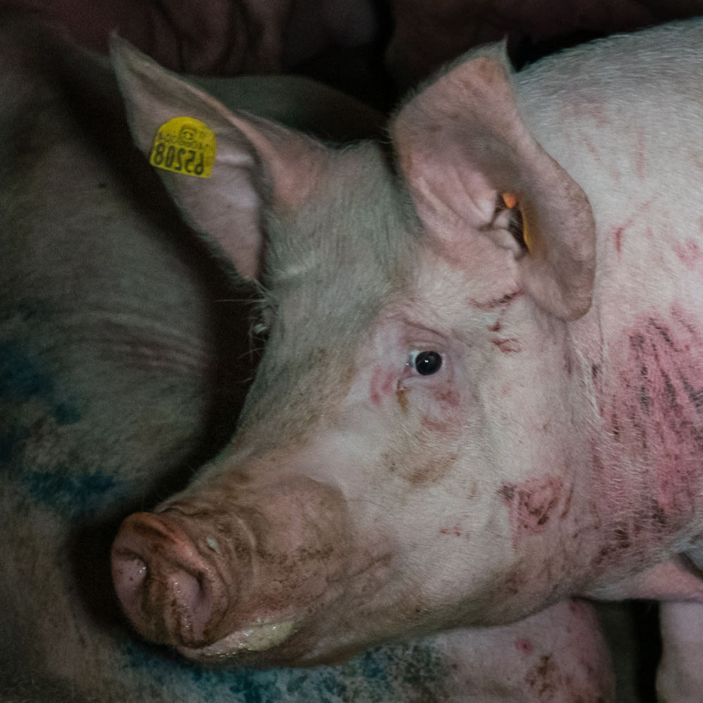 Jaw,Domestic pig,farmed animal,Snout,Close-up,Grass