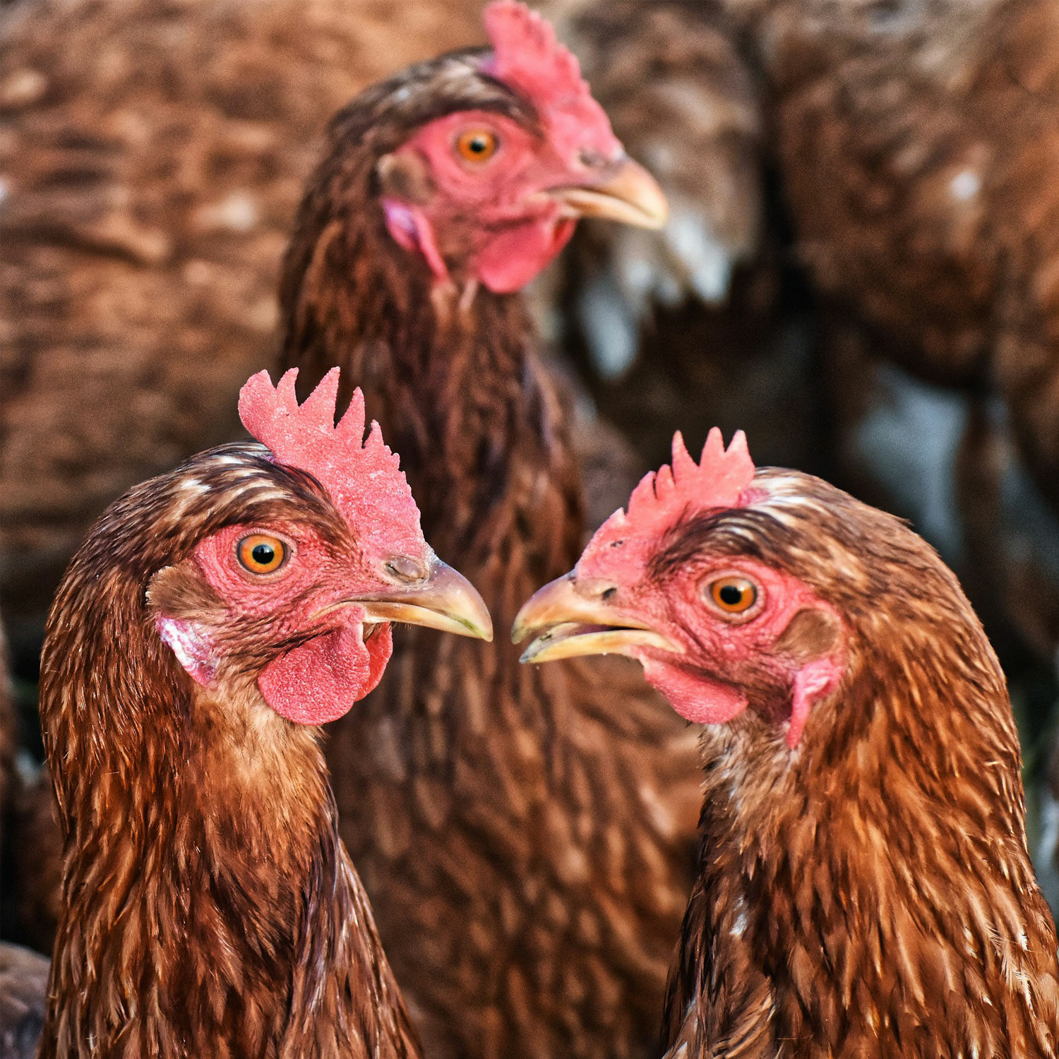 3 brown chickens