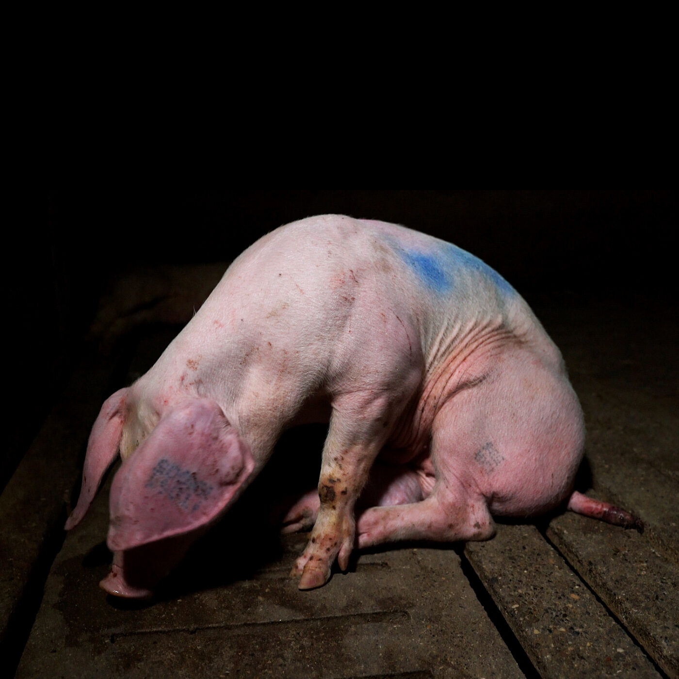 Mummified Animals Found on Italian Farm