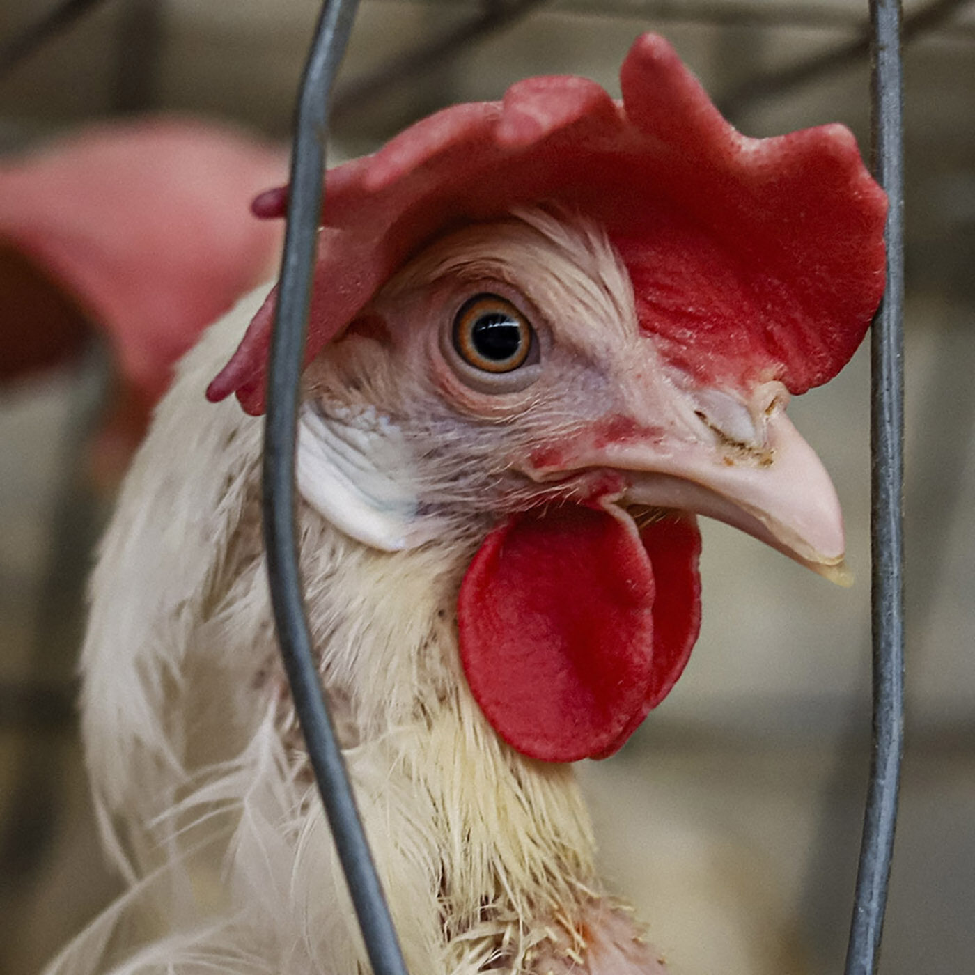 The Egg Industry’s Cruel Practice of Forced Molting
