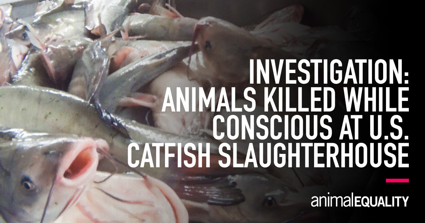 Investigation at Simmons Farm Raised Catfish slaughterhouse documents