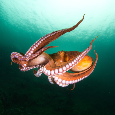 Jaw,octopus,Water,Terrestrial plant,Octopus,Scaled reptile
