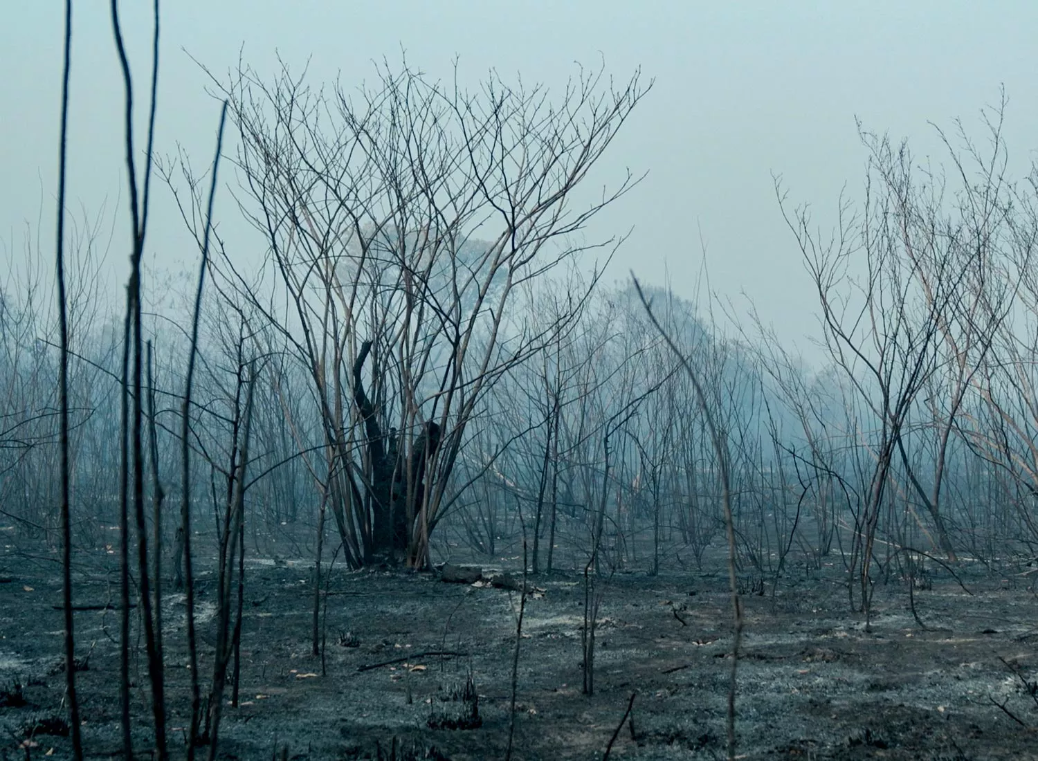 Why is Brazil burning? 5