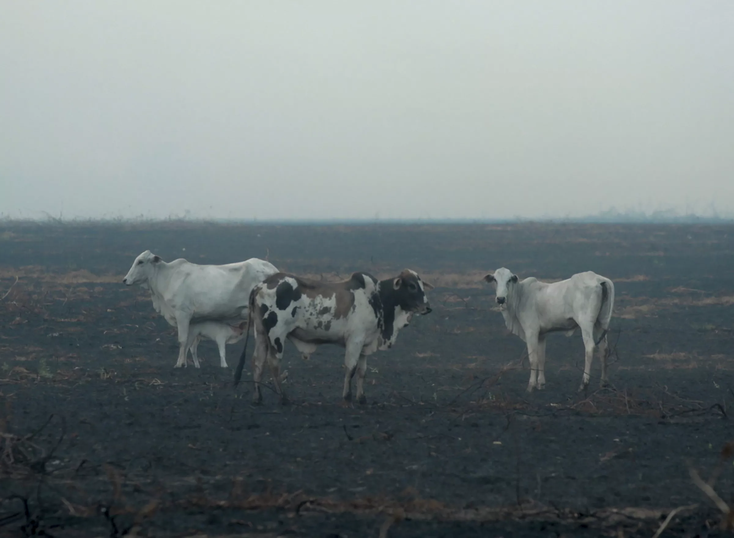 Why is Brazil burning? 6