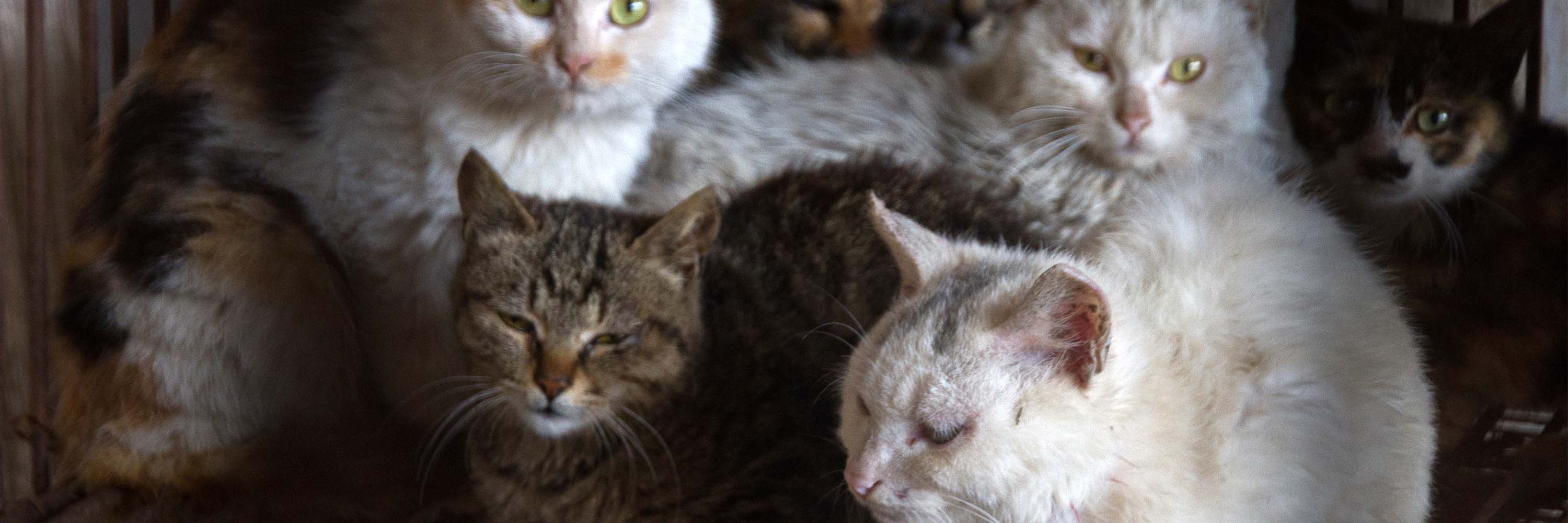 Cat,Felidae,Small to medium-sized cats,Iris,Mammal,Whiskers