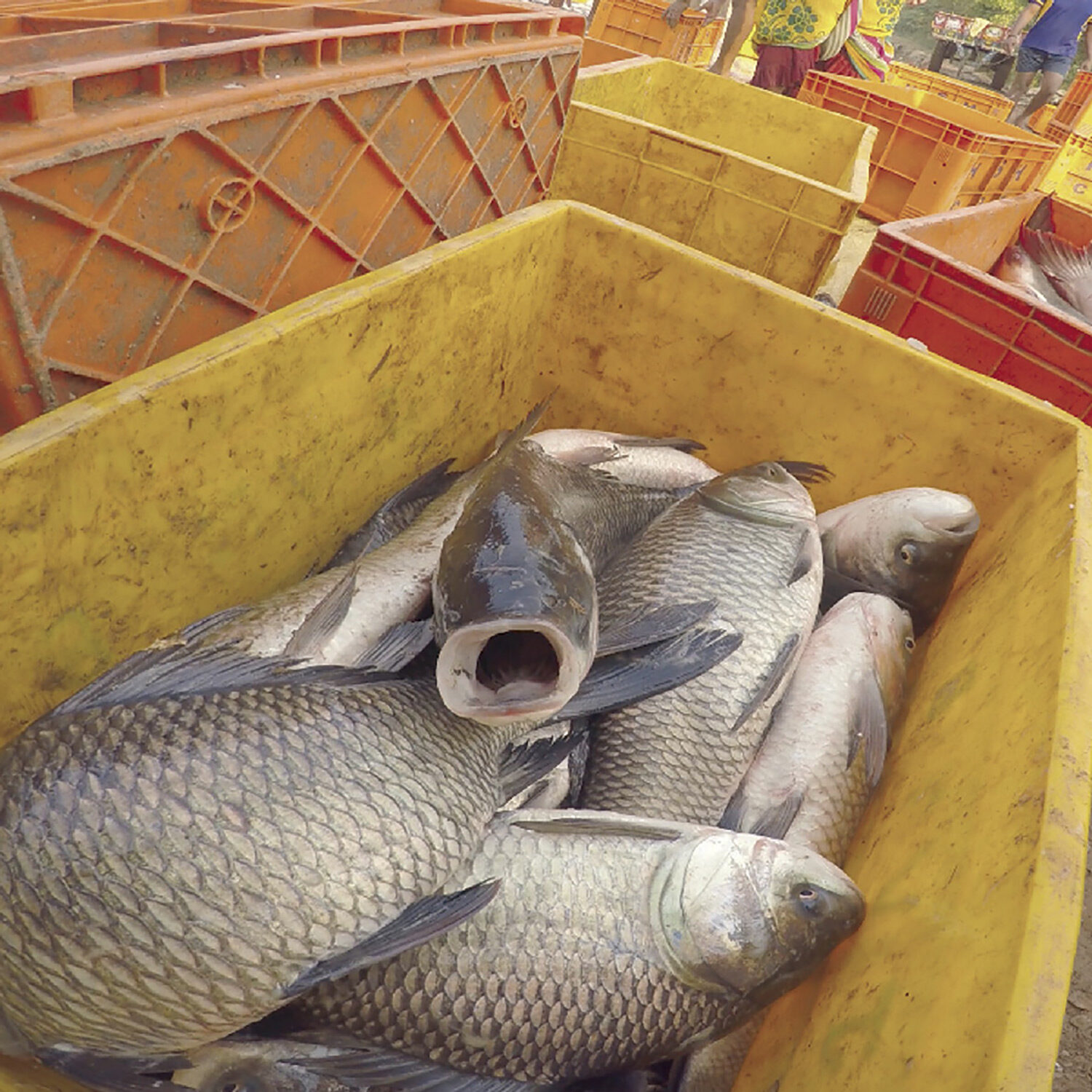 fish gasping for air in crates