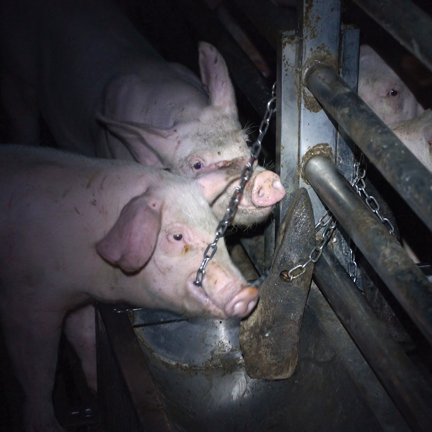 Pigs biting at their cage in a factory farm