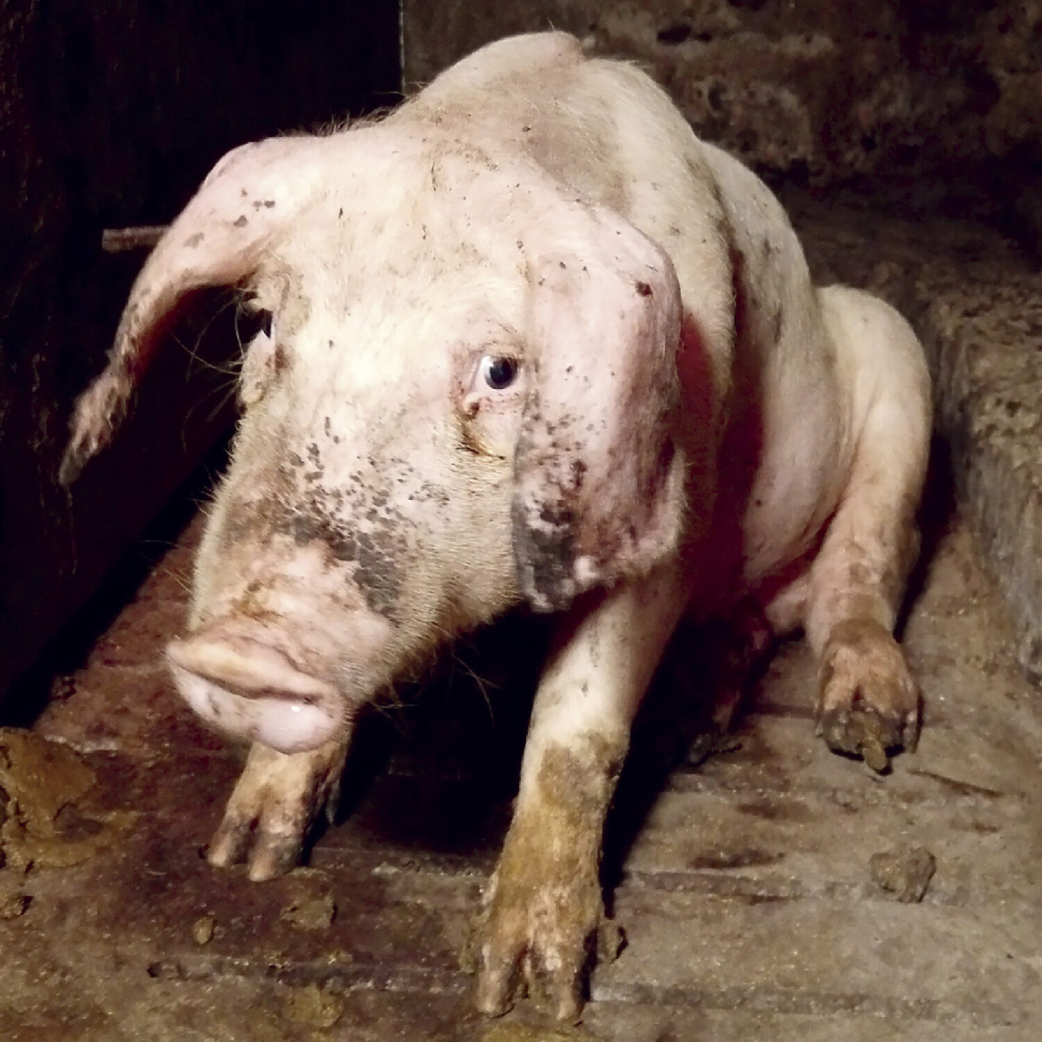 Pig covered in feces on factory farm