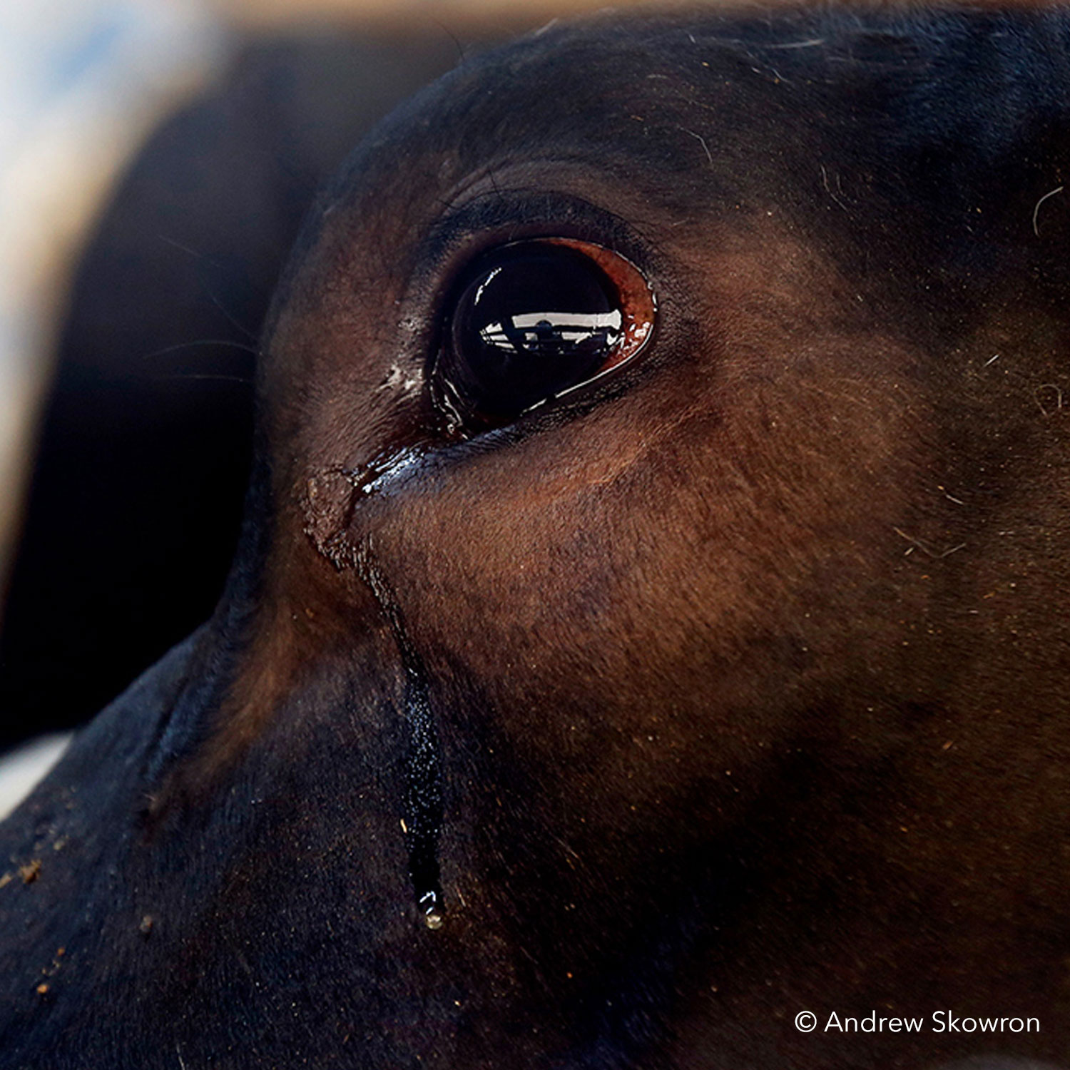 Closeup of crying cow