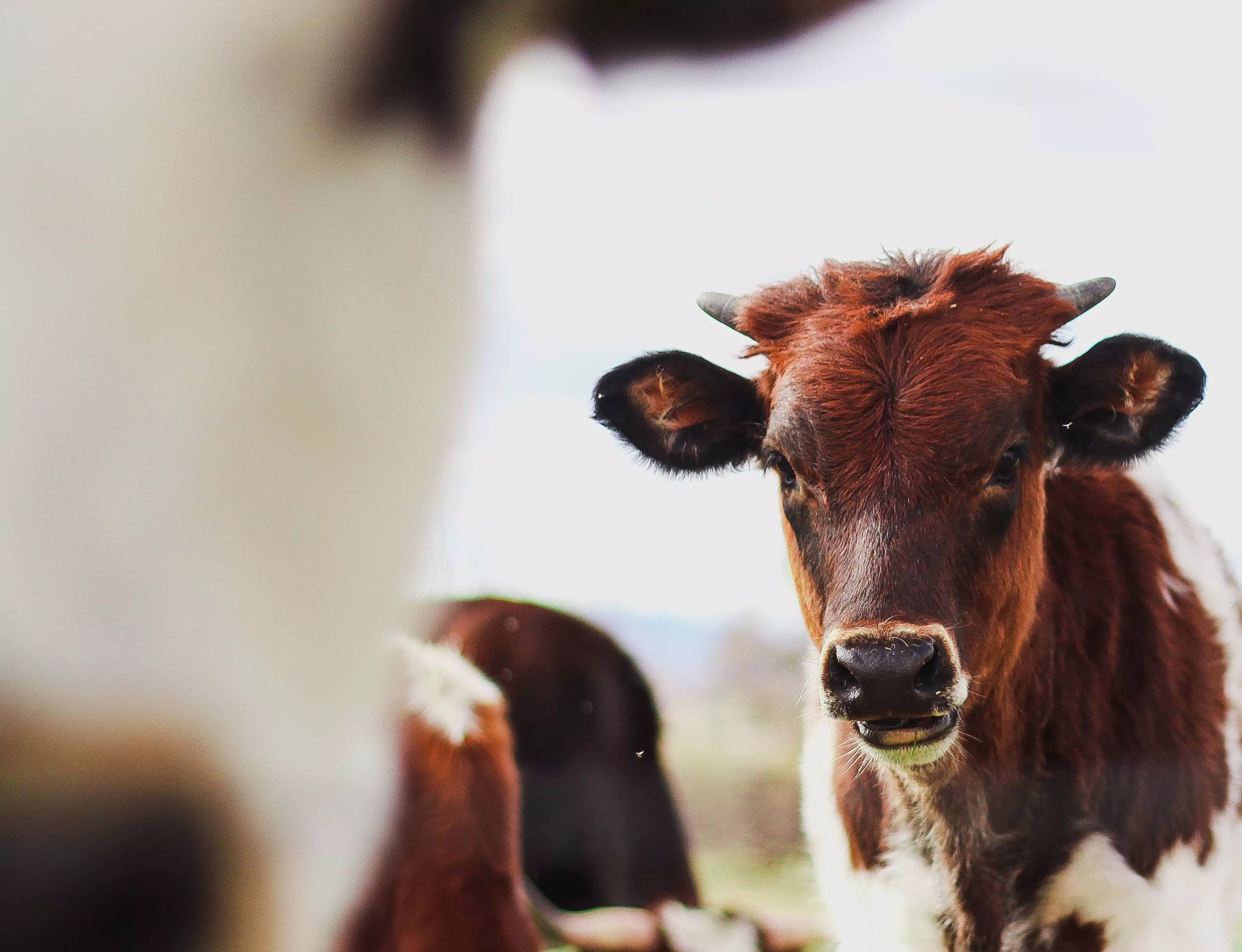 Why is Brazil burning? 9 Cow